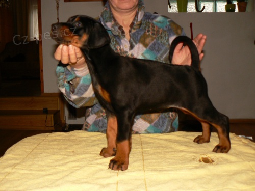 Dobrman-�t���tka