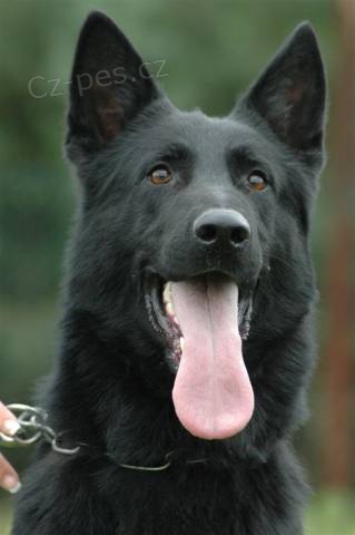 N�meck� ov��k - nab�dka kryt� - SUPER PES