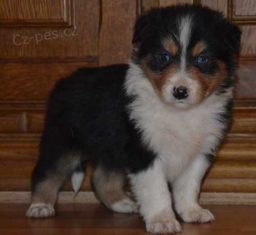 kr�sn� �t���tka bordedr kolie