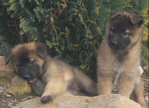 Belgick� ov��k Tervueren