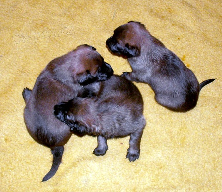 �t��ata BO malinois, pracovn� krev