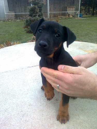 Jagdterier posledn� pejsek