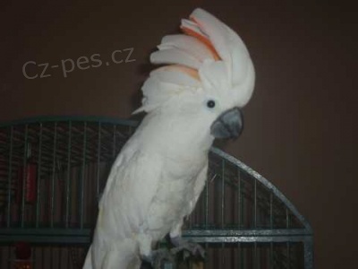 kakadu papou�ci pro prodej, 