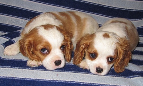 Kaval�r �t�n� blenheim pejsek s PP ihned k odb�ru