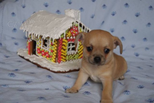 �ivava kr�tkosrst�