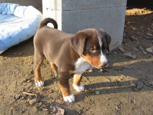 Appenzellsk� sala�nick� pes