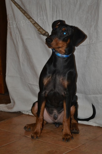 N�meck� pin� -  �t�n� s PP