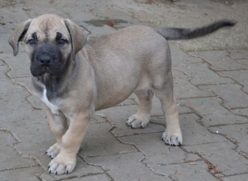 boerboel  s PP- �t�n� fenka