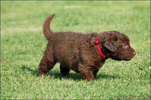 Chesapeake bay retr�vr - Americk� retr�vr