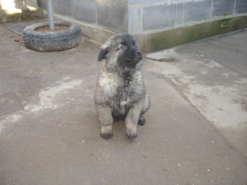 �t���tko-�arplaninsk� pasteveck� pes