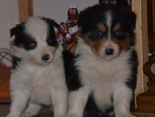 �t���tka border kolie