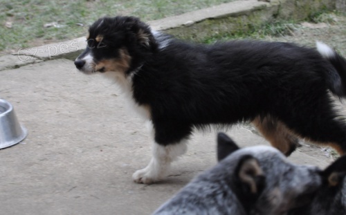 Australsk� ov��k s PP