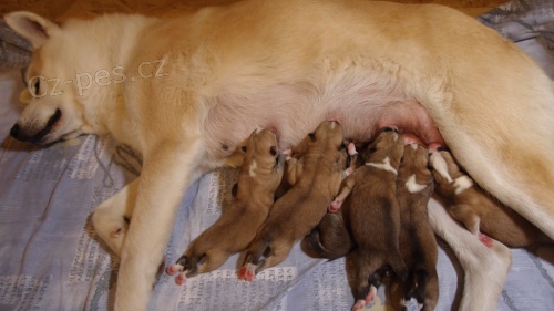 Akita Inu �t���tka