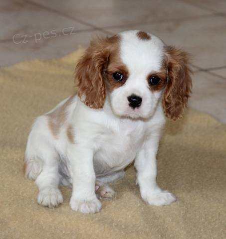 �t�n� Kaval�r KKCHS BH pejsek s PP ihned k odb�ru