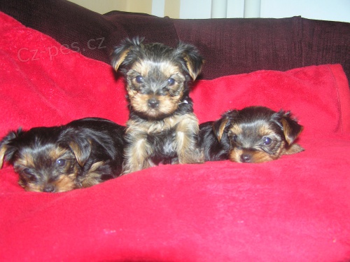 jork��rsk� teri�r