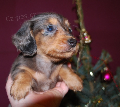 Jezev��k - pejsek