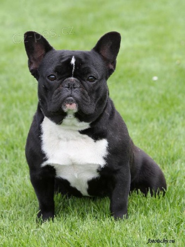 Francouzsk� buldo�ek