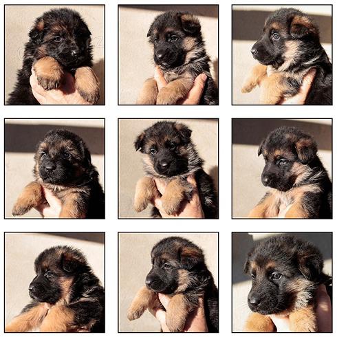 N�meck� ov��k �t��ata s pr�kazem p�vodu