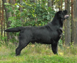 Labrador, �t��ata ze zahrani�n�ho kryt�.