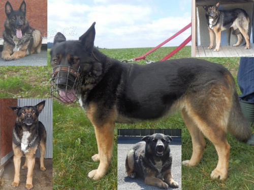 Skv�l� hl�da�ka Brita, hled� domov!