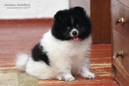 Pomeranian/Trpasli�� �pic 