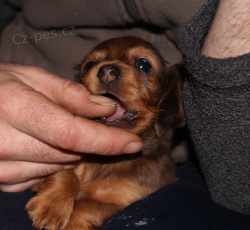 �t�n� dlouhosrst�ho jezev��ka