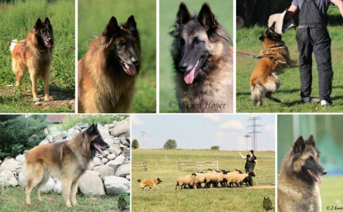 BELGICK� OV��K TERVUEREN - �t���tka s PP