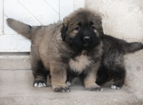 Kavkazsk� pasteveck� pes - �t���tka s PP