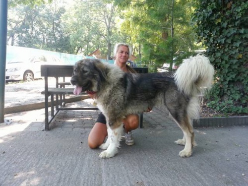 Kavkazsk� pasteveck� pes