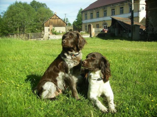 �t��ata Mal�ho m�nsterlandsk�ho oha�e - MMO