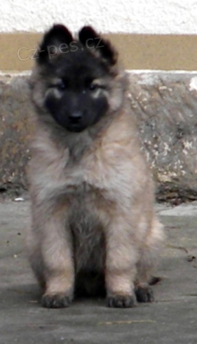 Belgick� ov��k