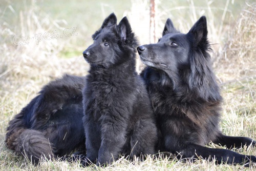 Belgick� ov��k