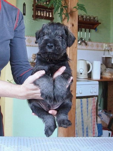 Zad�me kr�sn� �t�n�tko st�edn�ho kn�ra�e P+S s PP