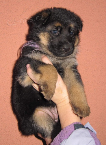 N�meck� ov��k - n�dhern� fenky s PP - k odb�ru od 23.1.2014!