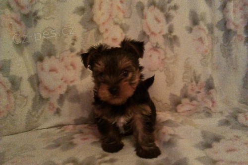 Jork��rsk� terier s PP
