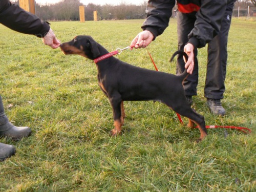 Dobrman - �t�n�