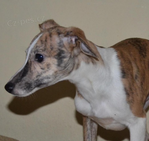Whippet - mal� chrt