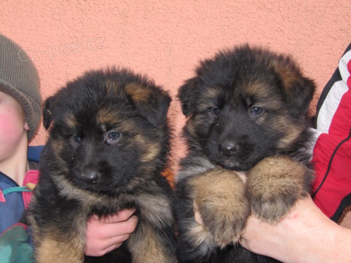 N�meck� ov��k - n�dhern� dlouhosrst� fenky s PP, typ rex, odb�r od 23.1.2014