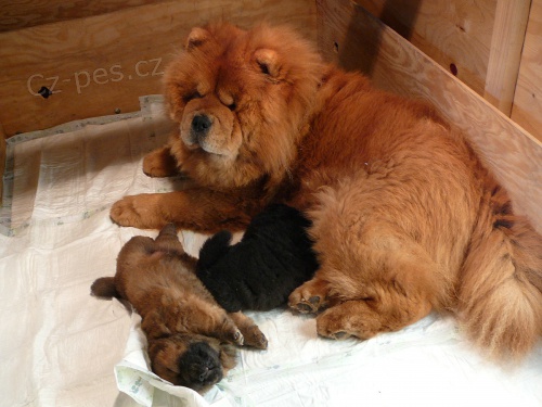 �t��� �au-�au s PP