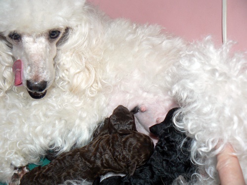 Pudl trpasli�� hned� a �ierny, �teniatka.