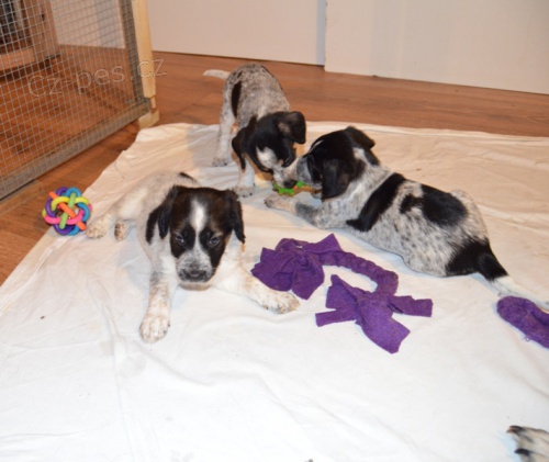 �esk� strakat� pes