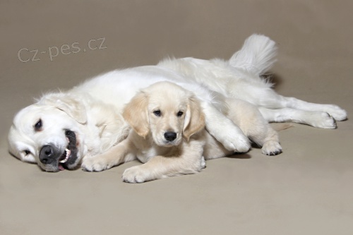 Nab�z�m kryt� lovecky upot�ebiteln�m, chovn�m psem zlat�ho retrievera