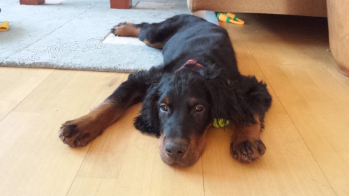 �t���tko gordonsetra bez PP