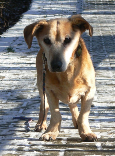 Daruji k��ence jezev�ika