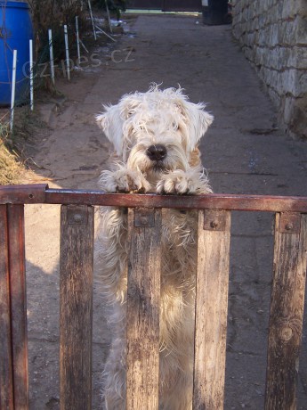 Irsk� jemnosrst� p�eni�n� teri�r