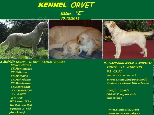 Labradorsk� retriever s PP smetanov� �t���tka