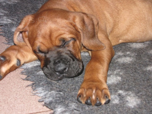 Tosa inu -  �t��ata s PP