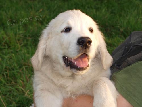 Prod�m mlad�ho pejska Zlat�ho retr�vra