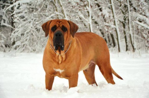 Tosa Inu-�t��ata z TOP spojen� multi�ampion�