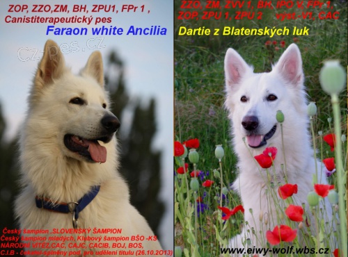 Chovatelsk� stanice Eiwy-Wolf